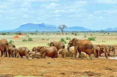 Tsavo