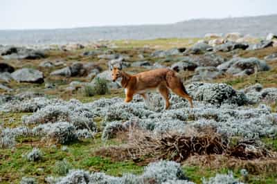 Bale Mountains