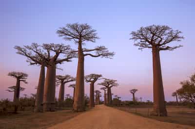 Morondava and the Avenue of the Baobabs