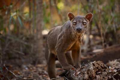 Kirindy Forest Reserve