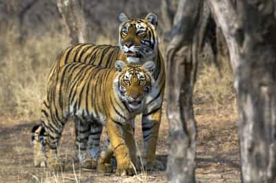 Satpura National Park