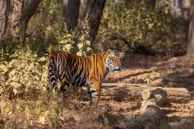 Kanha National Park