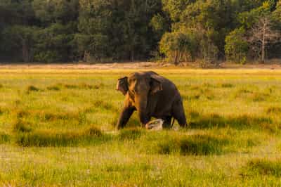 Wilpattu National Park