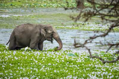 Gal Oya National Park