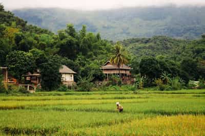 Mai Chau