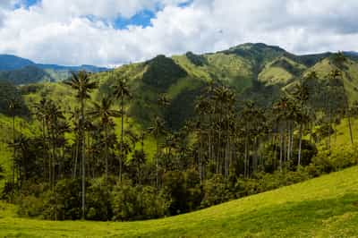 Colombian Coffee Region