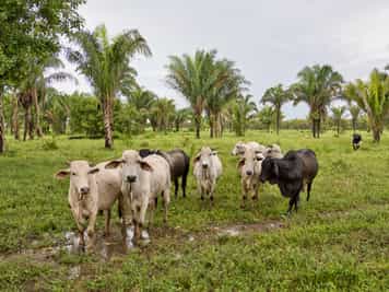 Los Llanos, The Eastern Plains