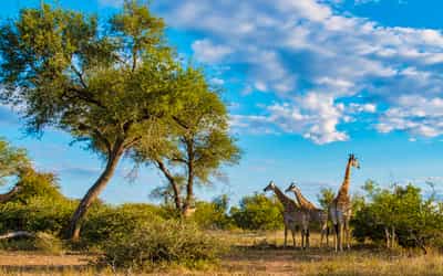 Karongwe