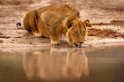 Northern Sabi Sands