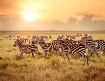 Thornybush