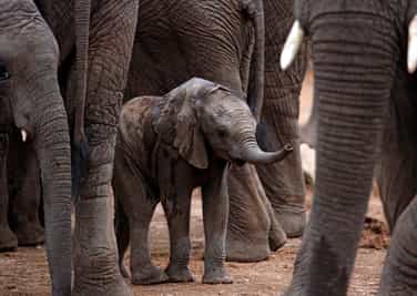 Timbavati