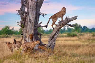 Central Kruger