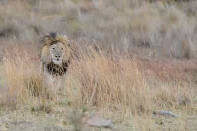 Welgevonden Game Reserve