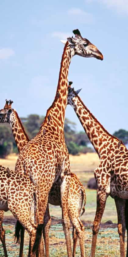 Katavi National Park