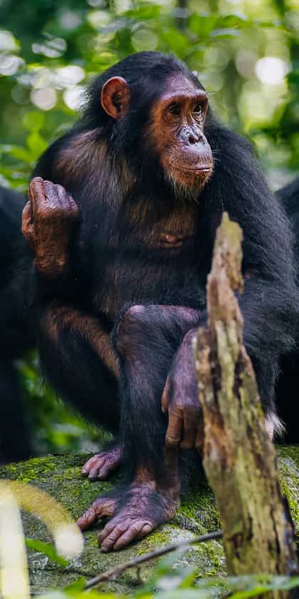 Mahale Mountains National Park