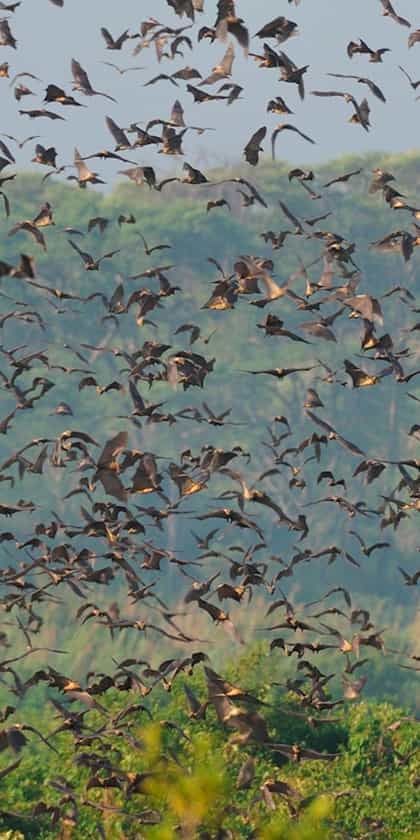 Kasanka National Park