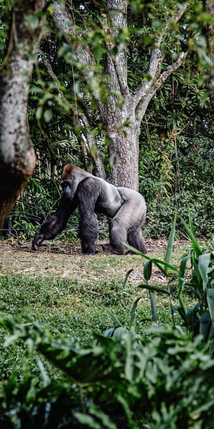 Central African Republic