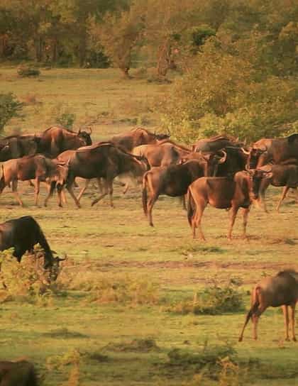 Mara Eden Safari Camp, Masai Mara | Timbuktu Travel