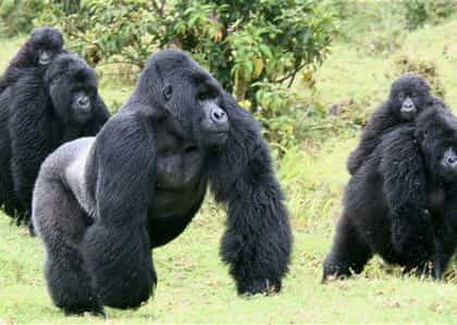 Villa Gorilla Rwanda, Volcanoes | Timbuktu Travel