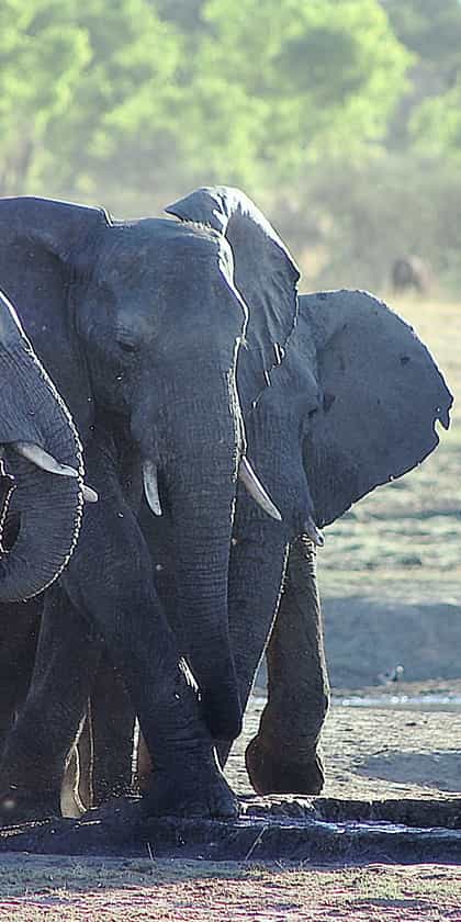 Gwango Elephant Lodge, Hwange | Timbuktu Travel