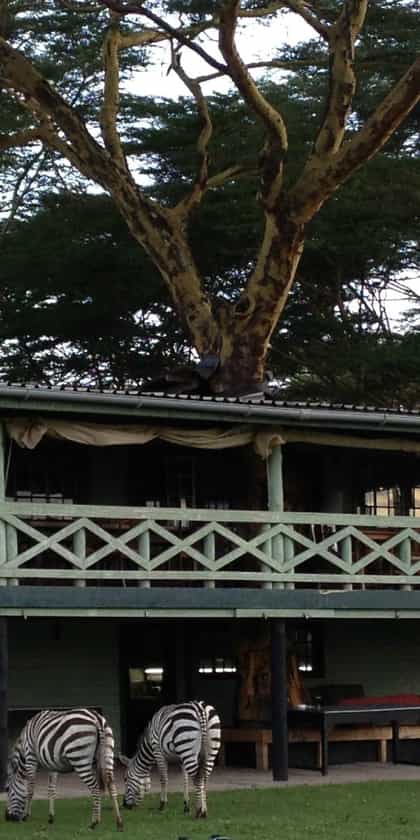 Sanctuary Farm, Lake Naivasha | Timbuktu Travel