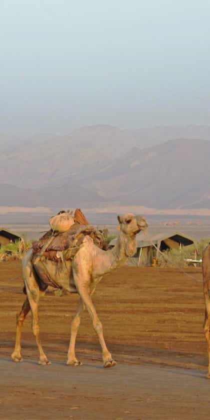 Saba River Tented Camp, Danakil Depression | Timbuktu Travel
