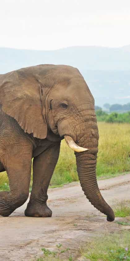 Elephant Plains Lodge, Queen Elizabeth | Timbuktu Travel