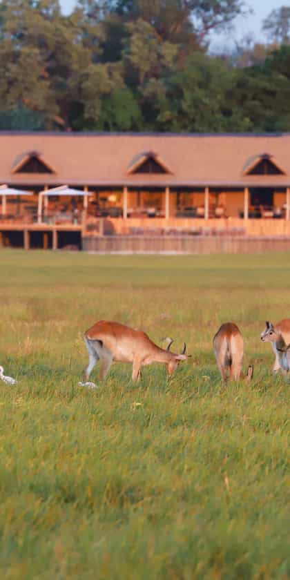 Kanana Camp, Central Okavango | Timbuktu Travel