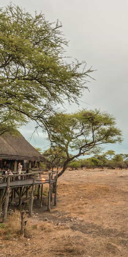 Onguma Tree Top Camp, Etosha | Timbuktu Travel