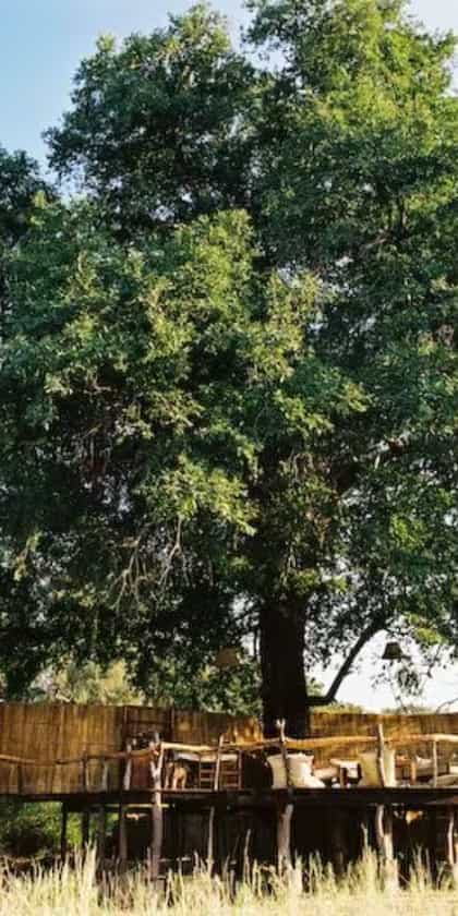 Flatdogs Jackalberry Treehouse, South Luangwa | Timbuktu Travel