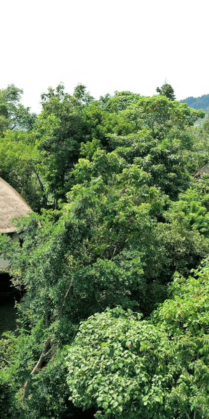 Papaya Lake Lodge, Kibale | Timbuktu Travel