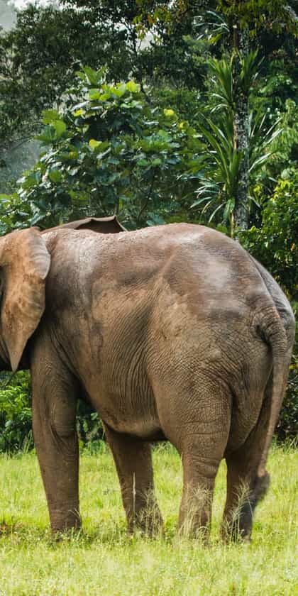 Mboko Lodge, Odzala | Timbuktu Travel