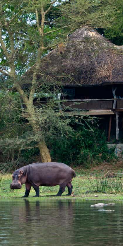 Mvuu Lodge , Liwonde | Timbuktu Travel