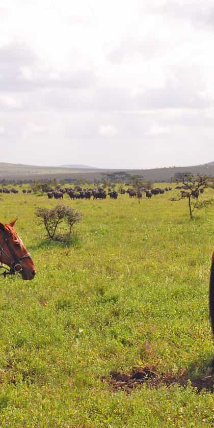 Borana - North Ride, Laikipia | Timbuktu Travel