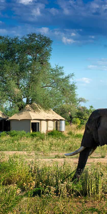 Nyamatusi Mahogany, Mana Pools | Timbuktu Travel