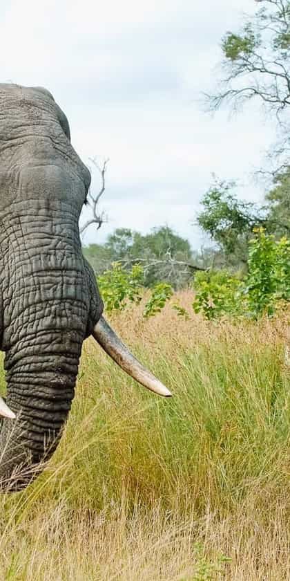 Kruger National Park and surrounds