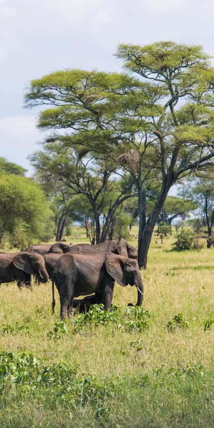 Tarangire National Park