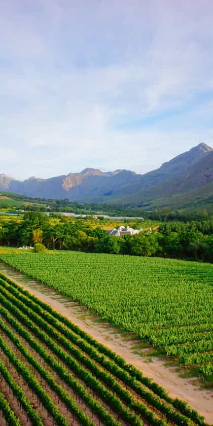 Cape Winelands