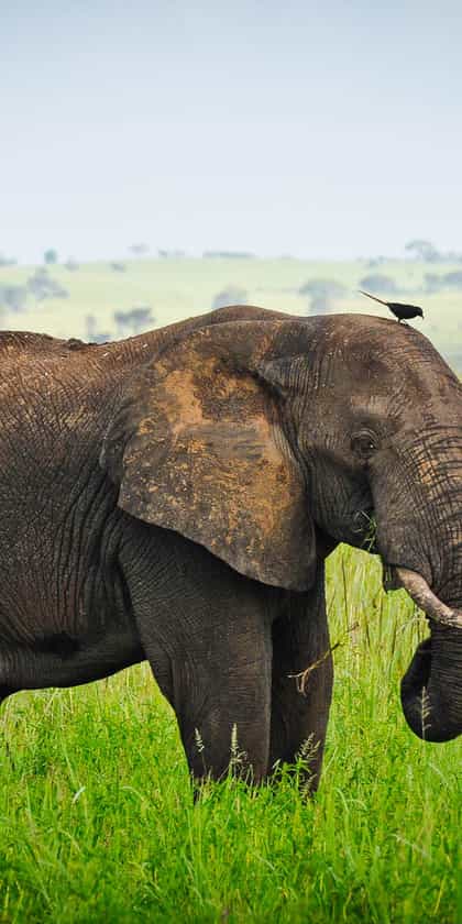 Kidepo Valley National Park