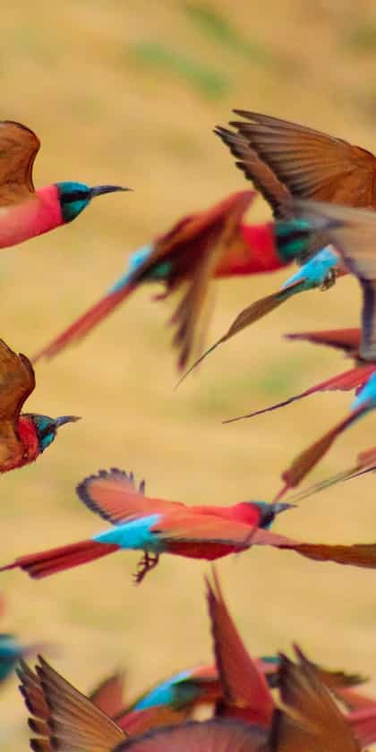 Zakouma National Park