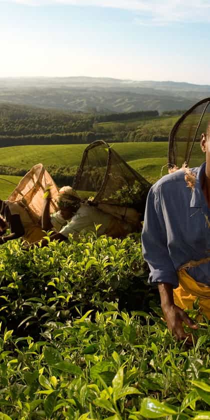 Mulanje & the Highlands