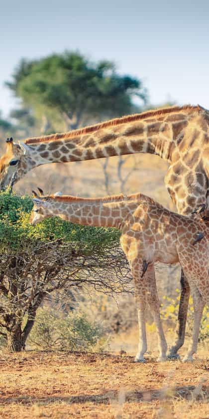 Limpopo National Park