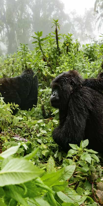Mgahinga National Park