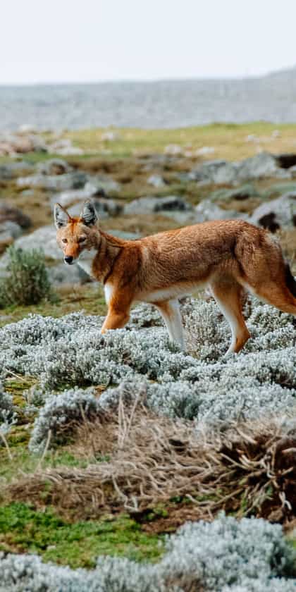 Bale Mountains