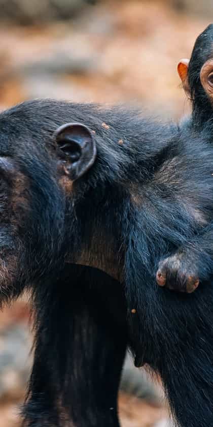 Gombe Stream National Park