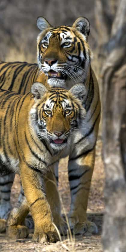 Satpura National Park