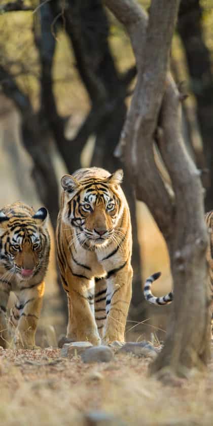 Ranthambore National Park
