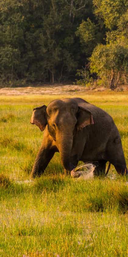Wilpattu National Park