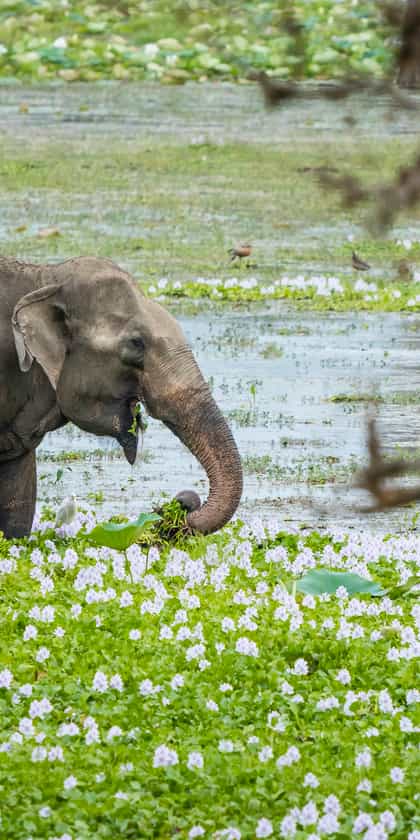 Gal Oya National Park