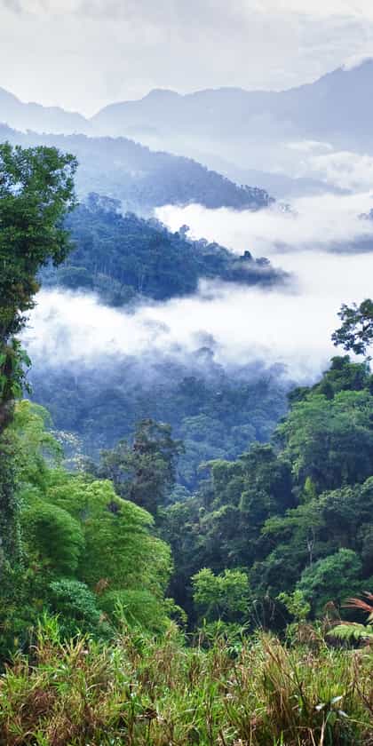 The Cloud Forest